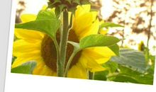 我的发现-神奇的向日葵作文300字