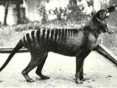 初二小说：最后一只袋狼_2000字