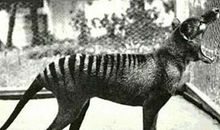 初二小说：最后一只袋狼_2000字