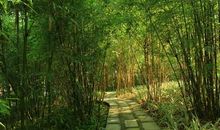 奶奶家的竹林――我的乐园作文600字