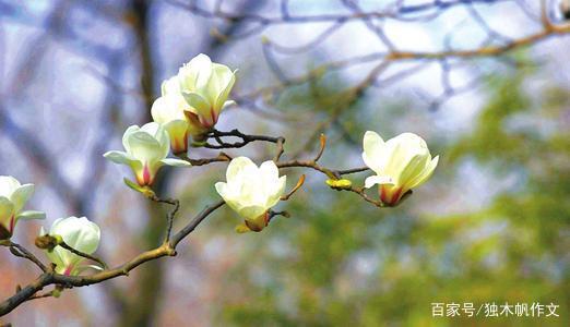 四年级作文:独步寻春