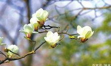 四年级作文：独步寻春