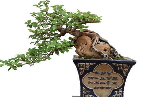 中学生作文专题训练:话题作文课堂范文 2