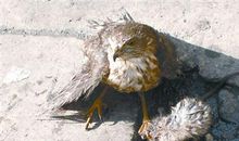 捉鼠英雄猫头鹰作文350字