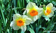 四年级作文：美丽的水仙花