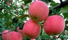 三年级作文：秋天的苹果