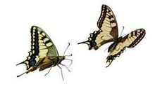 四年级作文：蝴蝶的一生