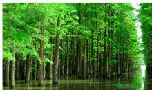 六年级作文：林的声