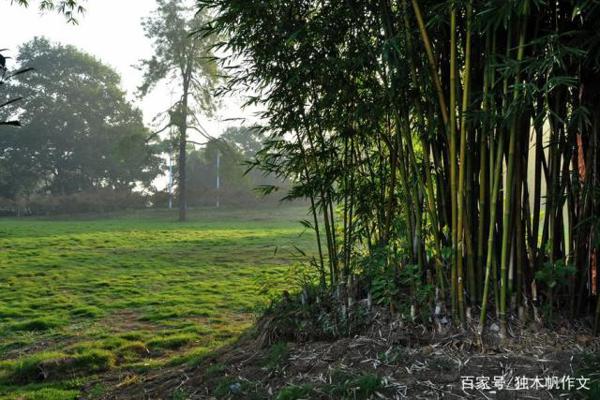 五年级作文:清晨的气息