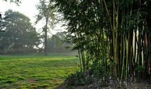 五年级作文：清晨的气息