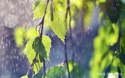 四年级作文:夏天的雨