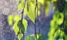 四年级作文：夏天的雨