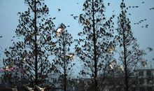 《飞鸟集》读后感，泰戈尔