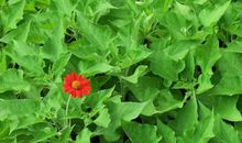 鹿邑县卫真邓庄学校举行作文展评活动