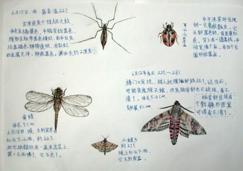 《昆虫记》读书笔记