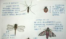 《昆虫记》读书笔记
