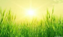 充满生机的春雨-美丽的大自然作文300字