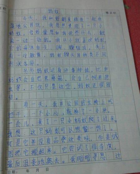 蚂蚁精神-关于团结的作文600字