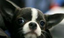 状物作文：姥爷家的“闪电狗”