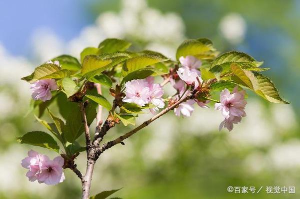 鹿邑县卫真邓庄学校举行作文展评活动 4