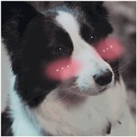 “写活了”动物作文，他们是怎么做到的？