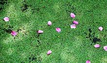 飘逝的炊烟的散文