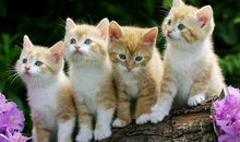 我的动物朋友-可爱的小猫作文400字