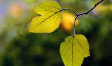 学生作文｜抗病毒 保祖国