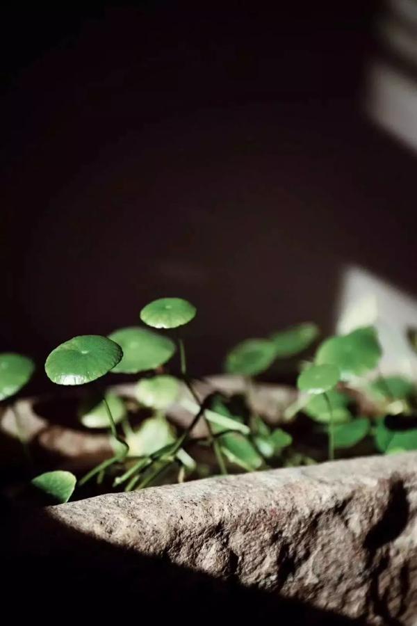 《人间词话》读后感 6