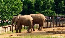 三年级作文：北京动物园