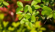 学生作文｜共同战“疫”