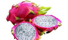 火龙果小学生说明文