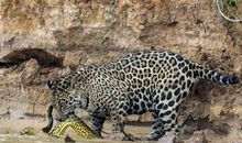 雨林之王美洲豹五年级小学生说明文