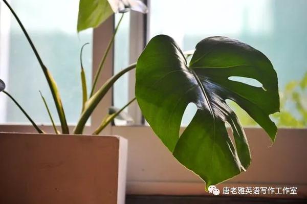 老雅讲坛|一边倒的作文到底该怎么写？ 1