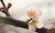 读后感：风会记得一朵花的香