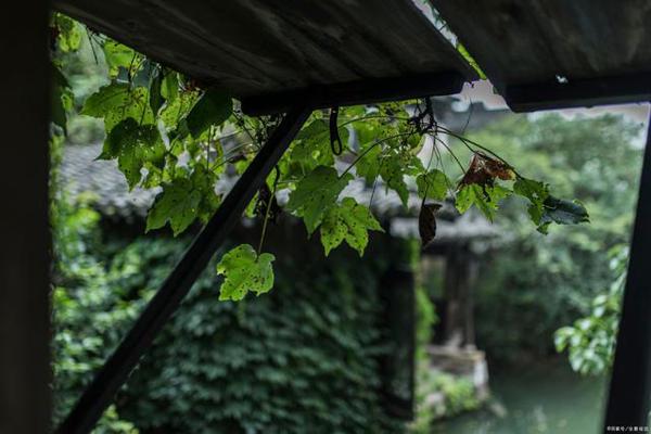 写景作文:这里风景独好