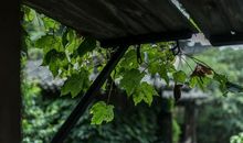 写景作文：这里风景独好