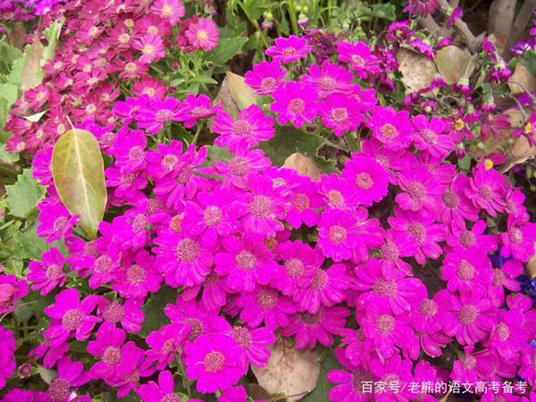 高考作文辅导70:独特而美丽的自我(稻草定律) 2