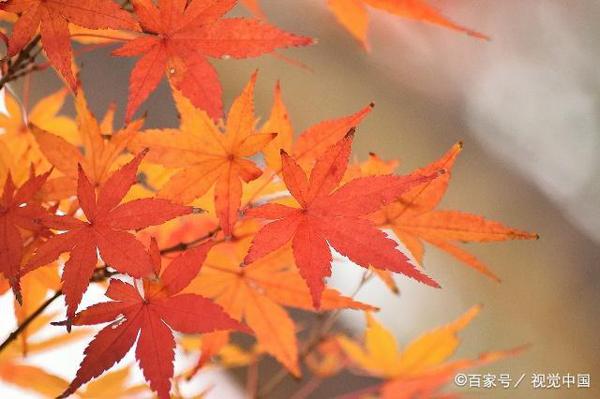 枫叶随笔作文:枫叶虽轻