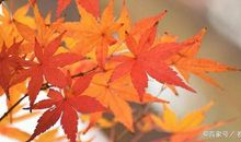 枫叶随笔作文：枫叶虽轻