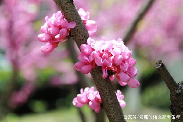 高考作文辅导70:独特而美丽的自我(稻草定律) 1