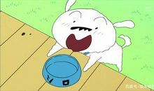 三年级作文：我家的小白