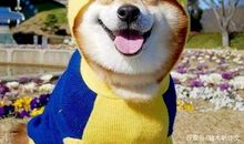 六年级作文：小狗帅帅