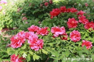 高考作文辅导70:独特而美丽的自我(稻草定律)