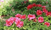 高考作文辅导70：独特而美丽的自我（稻草定律）