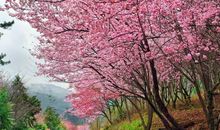 抒情作文：《武汉啊，我们思念你》，浓烈的思念，感人至深