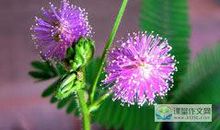 有关含羞草的作文5篇