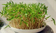 生豆芽 观察豆芽作文700字