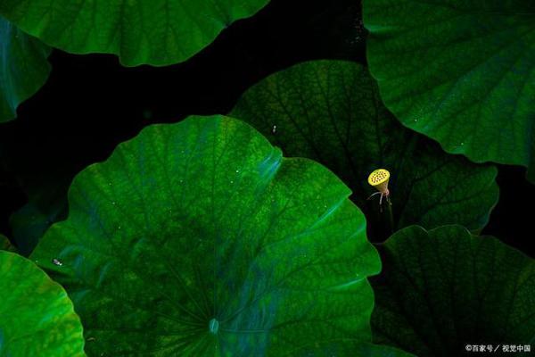 「优秀作文系列」忽略的,有时是最重要的 1