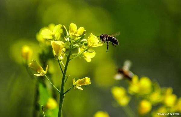 学生作文｜挺过疫情 1